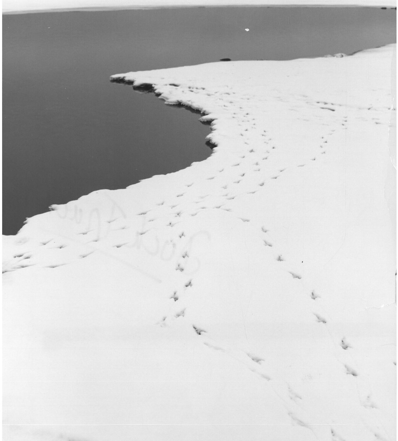 Duck tracks in snow, undated